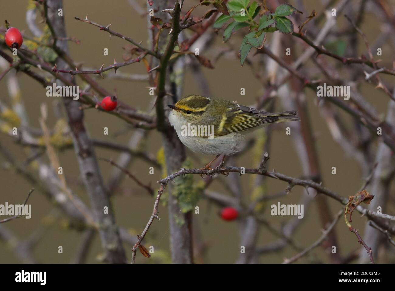 Pallas`s Warbler feeding in the bushes at Thornham. Stock Photo